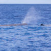 Delfin-bálnales-Madeira