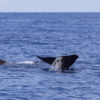 Delfin-bálnales-Madeira