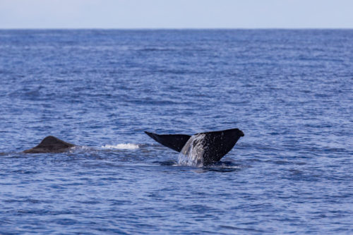 Delfin-bálnales-Madeira