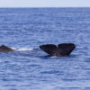 Delfin-bálnales-Madeira