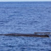Delfin-bálnales-Madeira