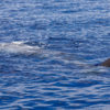 Delfin-bálnales-Madeira