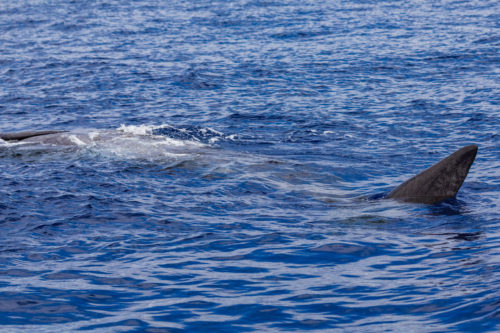 Delfin-bálnales-Madeira