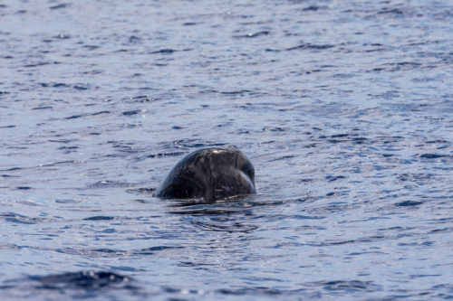 Delfin-bálnales-Madeira