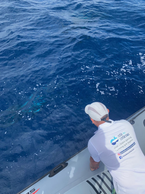 Delfin-bálnales-Madeira