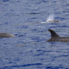 Delfin-bálnales-Madeira