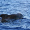 Delfin-bálnales-Madeira