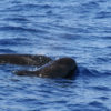 Delfin-bálnales-Madeira