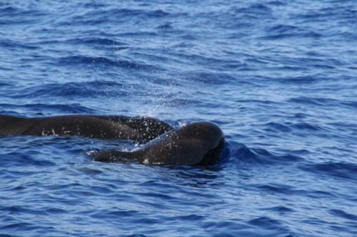 Delfin-bálnales-Madeira