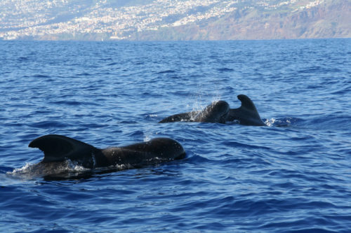 Delfin-bálnales-Madeira