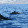 Delfin-bálnales-Madeira