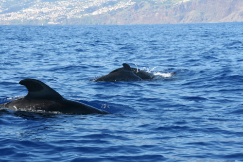 Delfin-bálnales-Madeira