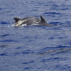 Delfin-bálnales-Madeira