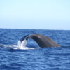 Delfin-bálnales-Madeira