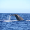 Delfin-bálnales-Madeira