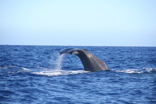 Delfin-bálnales-Madeira