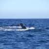 Delfin-bálnales-Madeira