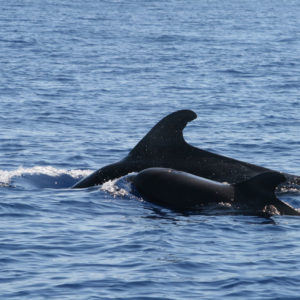 Delfin-bálnales-Madeira