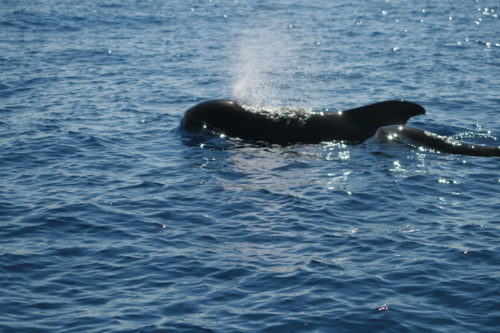 Delfin-bálnales-Madeira
