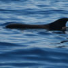 Delfin-bálnales-Madeira