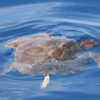 Delfin-bálnales-Madeira