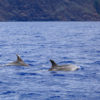 Delfin-bálnales-Madeira