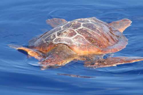 Delfin-bálnales-Madeira