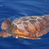 Delfin-bálnales-Madeira