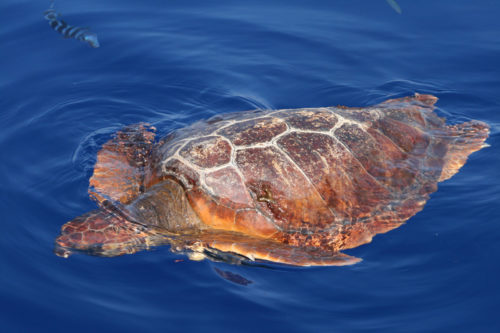 Delfin-bálnales-Madeira