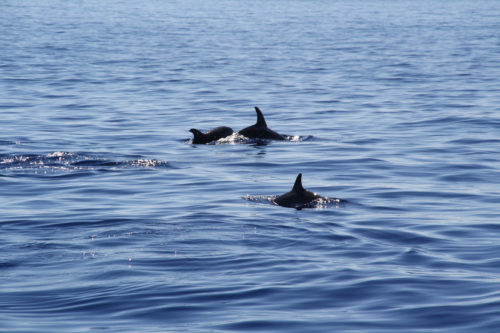 Delfin-bálnales-Madeira