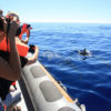 Delfin-bálnales-Madeira