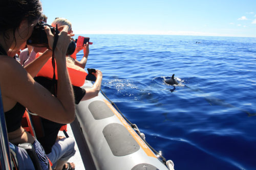 Delfin-bálnales-Madeira