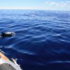 Delfin-bálnales-Madeira
