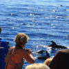 Delfin-bálnales-Madeira