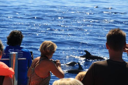 Delfin-bálnales-Madeira