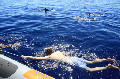 Delfin-bálnales-Madeira