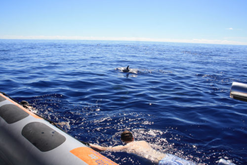 Delfin-bálnales-Madeira