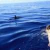 Delfin-bálnales-Madeira