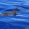 Delfin-bálnales-Madeira