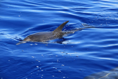 Delfin-bálnales-Madeira