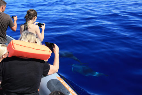 Delfin-bálnales-Madeira