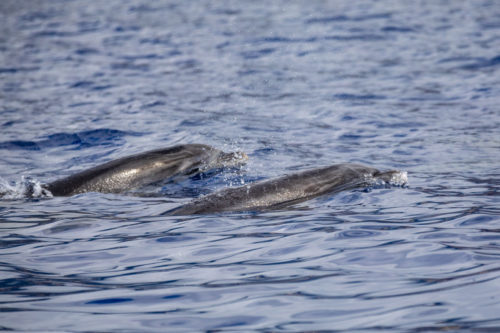 Delfin-bálnales-Madeira