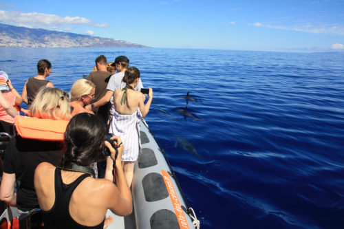 Delfin-bálnales-Madeira