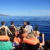 Delfin-bálnales-Madeira