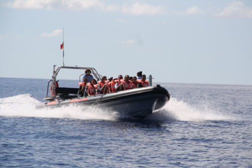 Delfin-bálnales-Madeira