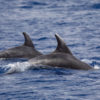Delfin-bálnales-Madeira