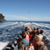 Delfin-bálnales-Madeira