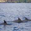 Delfin-bálnales-Madeira
