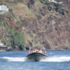 Delfin-bálnales-Madeira