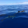 Delfin-bálnales-Madeira